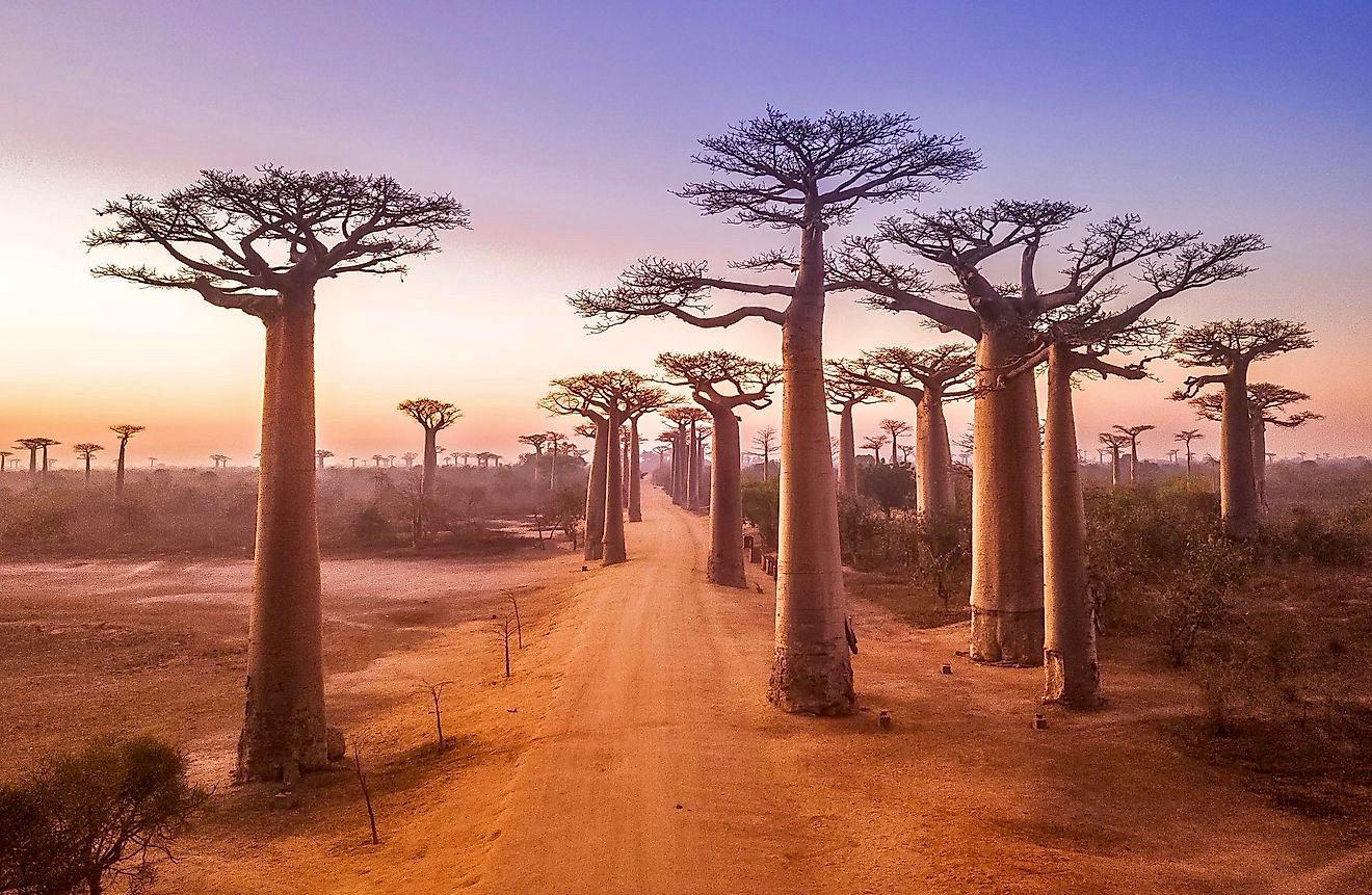 Avenue of the Baobabs, Madagascar